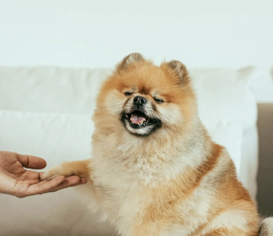 In cina nasce nPetTV: streaming per cani e gatti