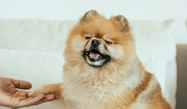 In cina nasce nPetTV: streaming per cani e gatti